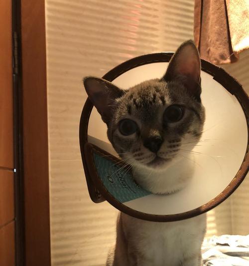 绝育后猫的饮食指南(科学合理的饮食,让绝育猫更健康)(图1) 绝育后猫的饮食指南(科学合理的饮食,让绝育猫更健康)(图1)