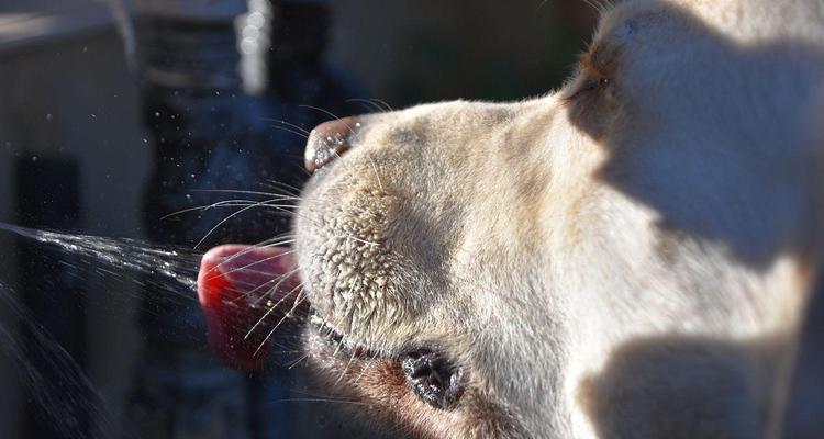 狗口渴可能的病症及应对方法（探究狗口渴的原因和治疗方式）(图1)