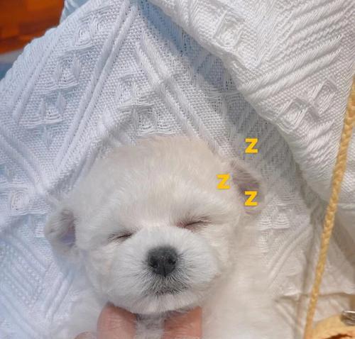 探秘狗狗飞耳的奥秘（狗狗飞耳的起源、特征和功能）(图1)