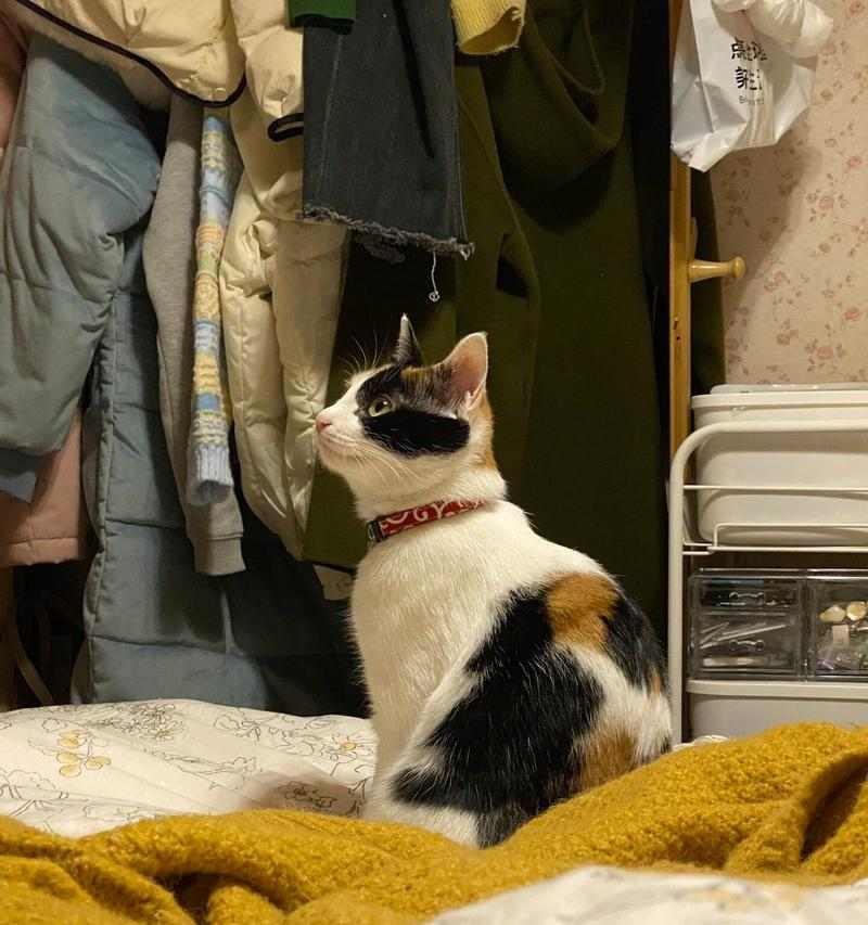 绝育后猫的饮食指南(科学合理的饮食,让绝育猫更健康)(图3) 绝育后猫的饮食指南(科学合理的饮食,让绝育猫更健康)(图3)