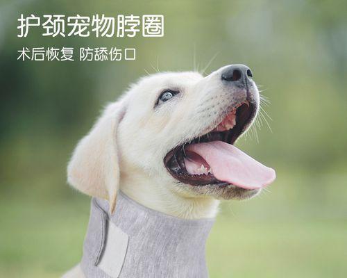 狗脖子发红了该用什么药治疗?(狗脖子发红原因、治疗方法和注意事项详解)(图3) 狗脖子发红了该用什么药治疗?(狗脖子发红原因、治疗方法和注意事项详解)(图3)