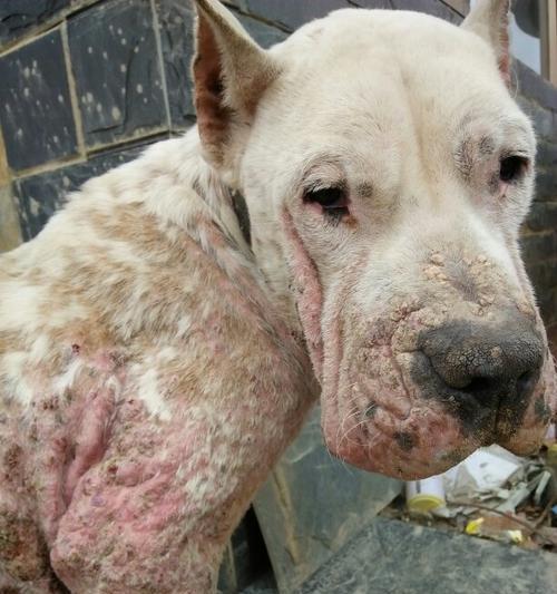 狗脖子发红了该用什么药治疗?(狗脖子发红原因、治疗方法和注意事项详解)(图1) 狗脖子发红了该用什么药治疗?(狗脖子发红原因、治疗方法和注意事项详解)(图1)