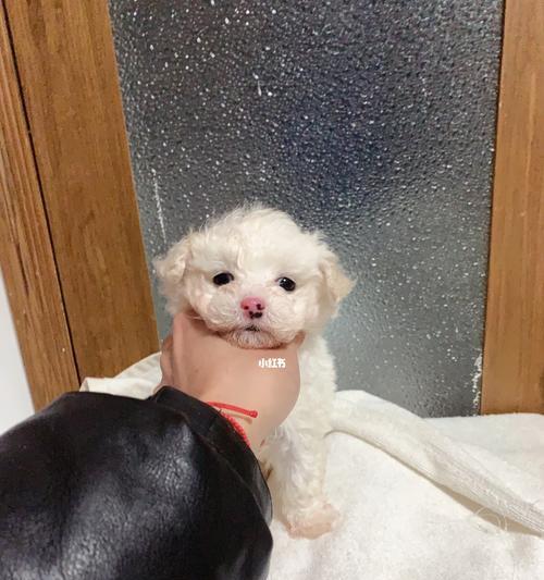 比熊的鼻子为什么多黄了？（了解比熊鼻子黄变的原因及处理方法）(图1)