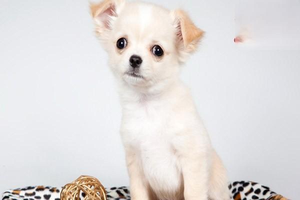 犬猫三叉神经麻痹 - 悠悠酷狗网