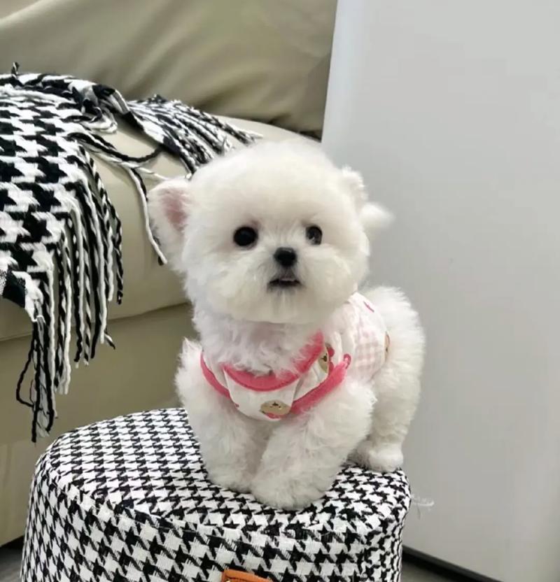 探秘狗狗飞耳的奥秘（狗狗飞耳的起源、特征和功能）(图3)