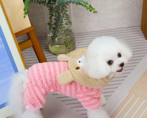 以狗看人（解读狗狗眼中的衣着语言，衣服色彩的重要性）(图1)