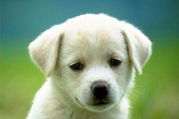 犬猫寰、枢椎不稳症(图2)