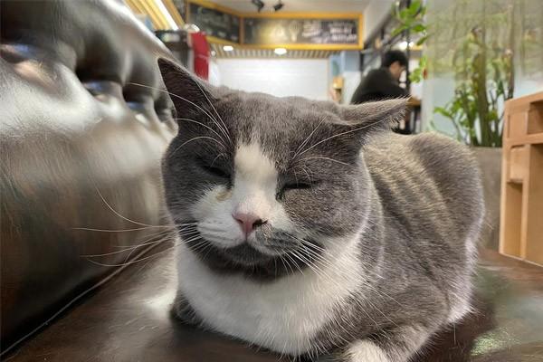 犬猫寰、枢椎不稳症 - 悠悠酷狗网