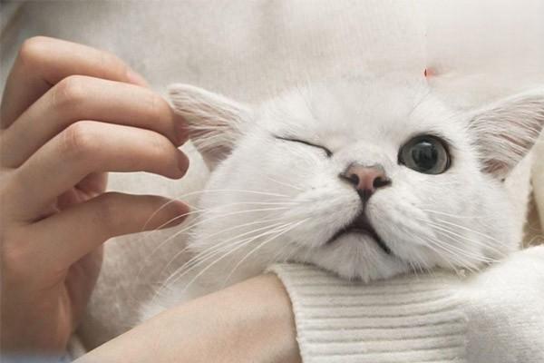 犬猫椎间盘疾病 - 悠悠酷狗网