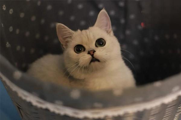 犬猫颈椎脊髓病 - 悠悠酷狗网