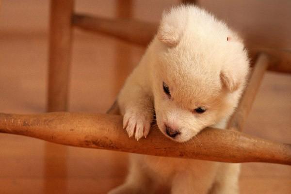 犬猫颈椎脊髓病(图2)