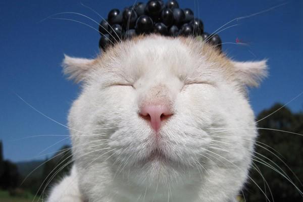 犬猫脊髓炎和脊髓膜炎 - 悠悠酷狗网