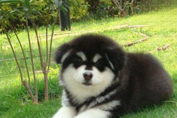 犬猫舞蹈病(图2)