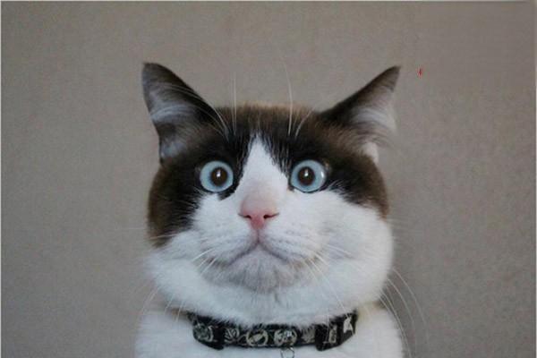 犬猫面神经麻痹 - 悠悠酷狗网