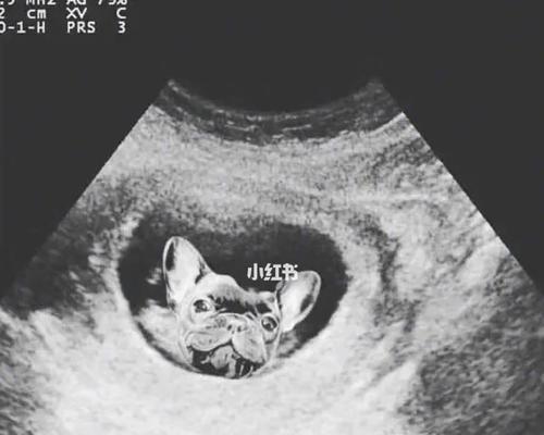 狗生孩子的必备准备（为您的毛茸宝贝提前准备好一切！）(图3)