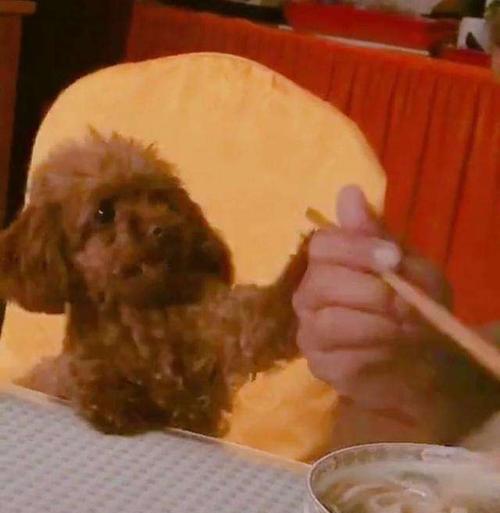 泰迪宠物吃什么都怎么办?(探讨泰迪宠物饮食问题,保障宠物健康)(图3) 泰迪宠物吃什么都怎么办?(探讨泰迪宠物饮食问题,保障宠物健康)(图3)