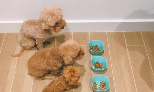 泰迪宠物吃什么都怎么办?(探讨泰迪宠物饮食问题,保障宠物健康)(图1) 泰迪宠物吃什么都怎么办?(探讨泰迪宠物饮食问题,保障宠物健康)(图1)