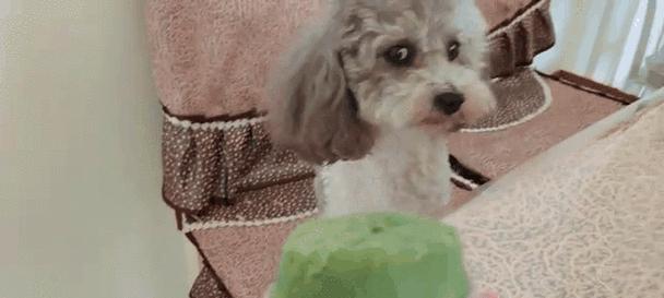 泰迪宠物吃什么都怎么办?(探讨泰迪宠物饮食问题,保障宠物健康)(图2) 泰迪宠物吃什么都怎么办?(探讨泰迪宠物饮食问题,保障宠物健康)(图2)