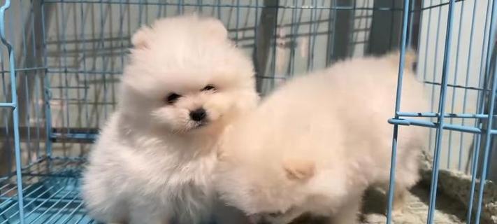 探寻广州的狗场文化（广州狗场的历史、特色和发展趋势）(图3)