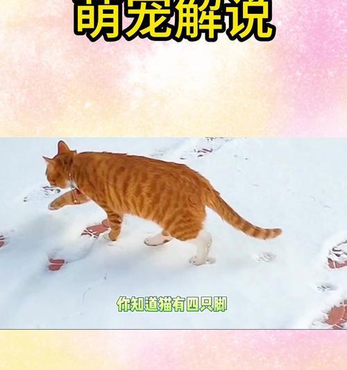 猫为什么喜欢玩脚？（探寻猫咪对于人类脚的喜爱和行为原因）(图2)