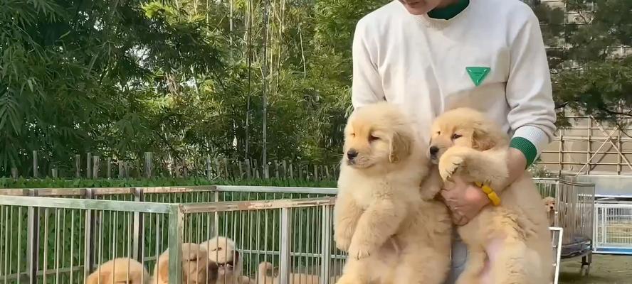 探寻广州的狗场文化（广州狗场的历史、特色和发展趋势）(图1)