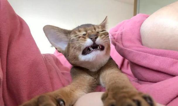 猫为什么喜欢玩脚？（探寻猫咪对于人类脚的喜爱和行为原因）(图1)