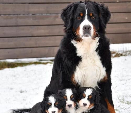 狗狗没断奶要喂什么?(了解狗狗断奶后的饮食需求,让它健康成长)(图3) 狗狗没断奶要喂什么?(了解狗狗断奶后的饮食需求,让它健康成长)(图3)