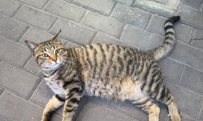 探索忧郁大胖猫的魅力世界（探索忧郁大胖猫的品种、特征与生活习性）(图1)