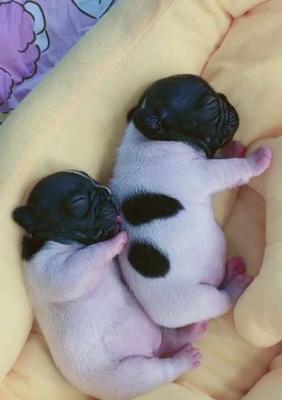 以法斗黑白花的理想搭配及养护方法（打造迷人的黑白法斗，关键是选对配种和合理养护）(图3)