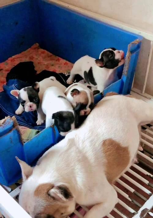 以法斗黑白花的理想搭配及养护方法（打造迷人的黑白法斗，关键是选对配种和合理养护）(图2)