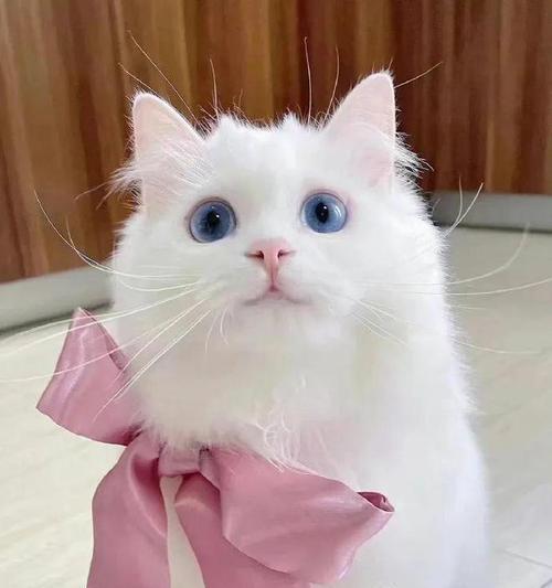 探索忧郁大胖猫的魅力世界（探索忧郁大胖猫的品种、特征与生活习性）(图2)