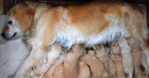 狗狗没断奶要喂什么?(了解狗狗断奶后的饮食需求,让它健康成长)(图1) 狗狗没断奶要喂什么?(了解狗狗断奶后的饮食需求,让它健康成长)(图1)