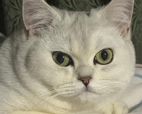 探索忧郁大胖猫的魅力世界（探索忧郁大胖猫的品种、特征与生活习性）(图3)