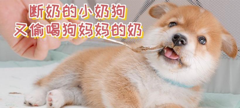 狗狗没断奶要喂什么?(了解狗狗断奶后的饮食需求,让它健康成长)(图2) 狗狗没断奶要喂什么?(了解狗狗断奶后的饮食需求,让它健康成长)(图2)