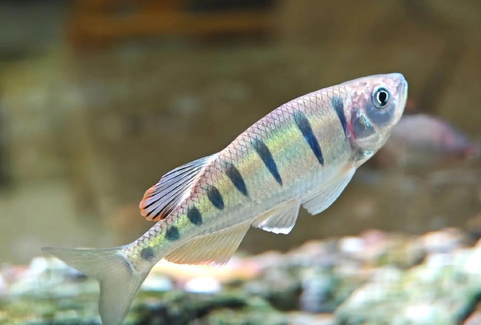 1米五鱼缸的鱼类养殖之道（选择适合1米五鱼缸的鱼类，打造迷人水族乐园）(图2)