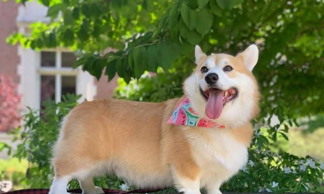 狗的散热机制与方法(探索狗如何通过哪些途径来进行散热)(图2) 狗的散热机制与方法(探索狗如何通过哪些途径来进行散热)(图2)