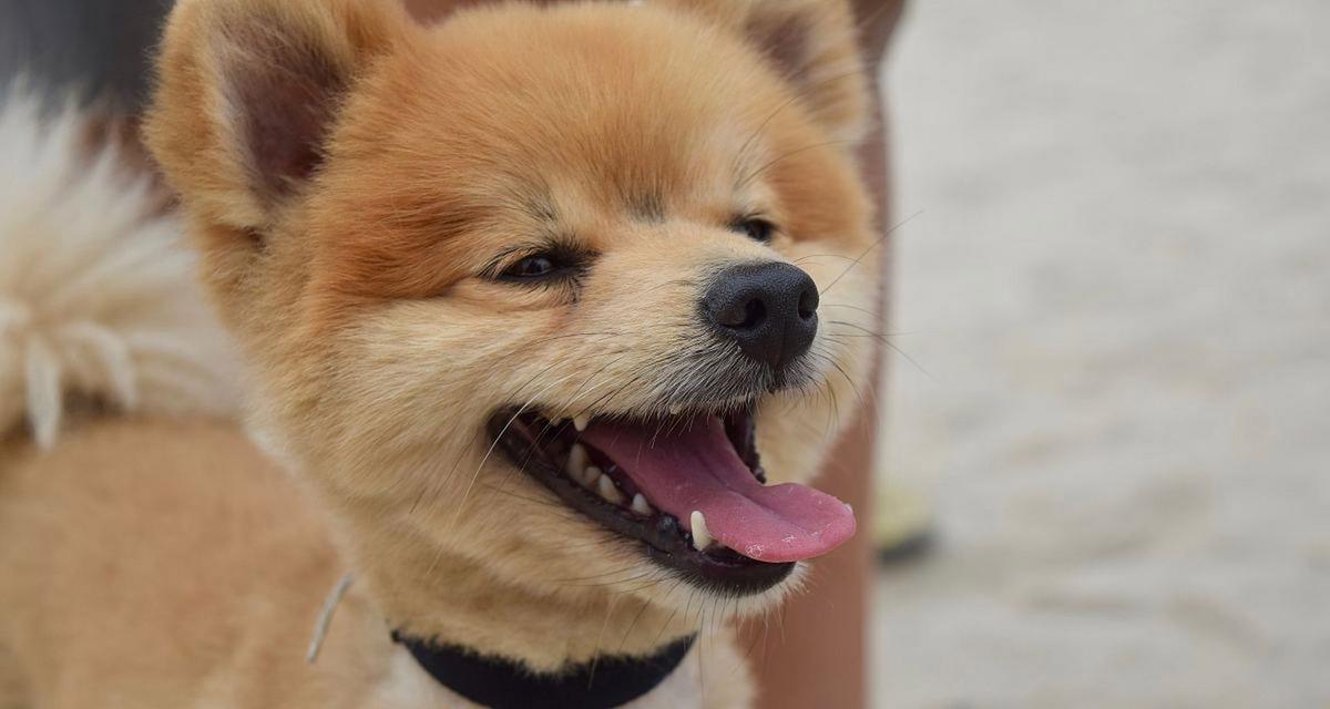 狗的散热机制与方法(探索狗如何通过哪些途径来进行散热)(图3) 狗的散热机制与方法(探索狗如何通过哪些途径来进行散热)(图3)