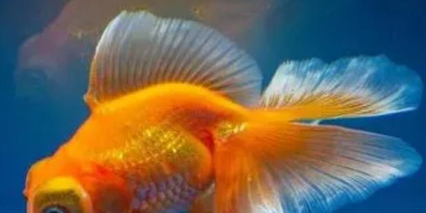 以什么水养金鱼最合适？（探讨金鱼养殖中水质的重要性及选择） - 悠悠酷狗网