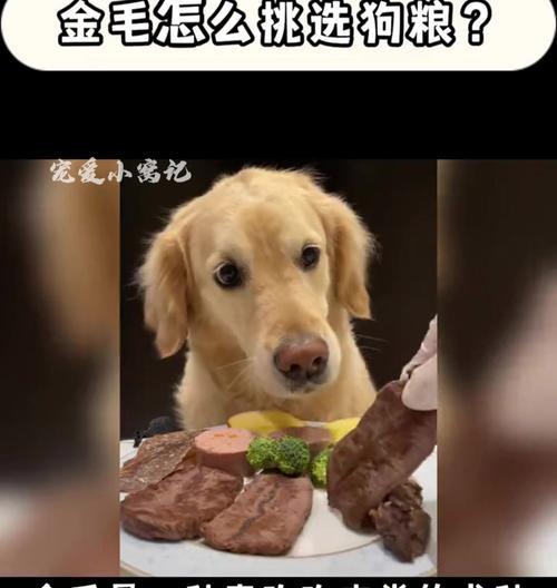 如何科学合理地给2个月金毛犬安排饮食？（金毛犬2个月时的饮食要点和注意事项）(图2)
