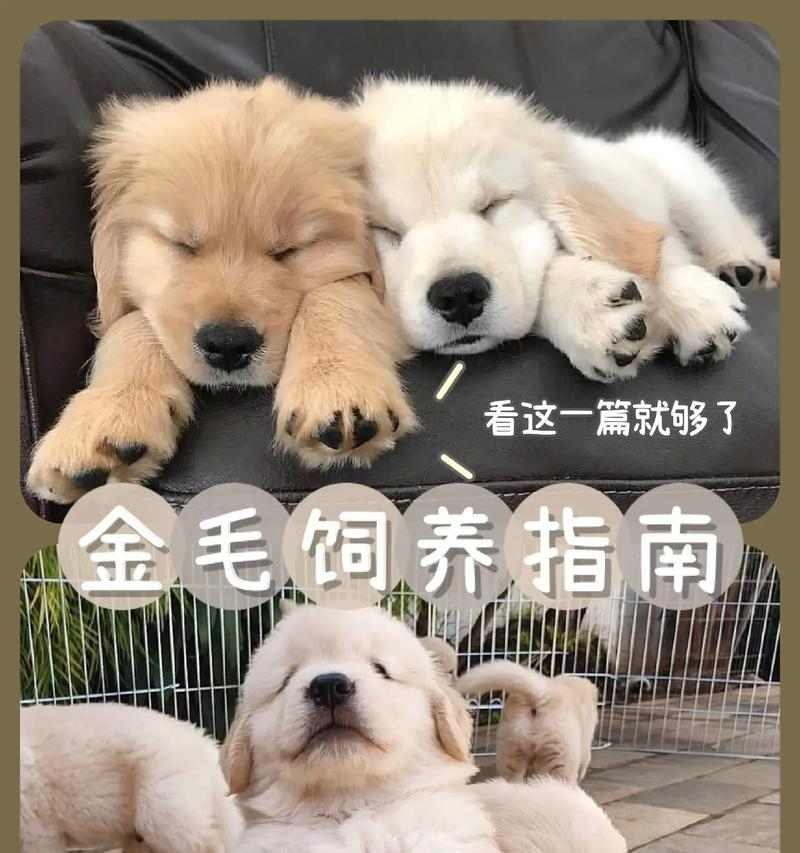 如何科学合理地给2个月金毛犬安排饮食？（金毛犬2个月时的饮食要点和注意事项）(图3)