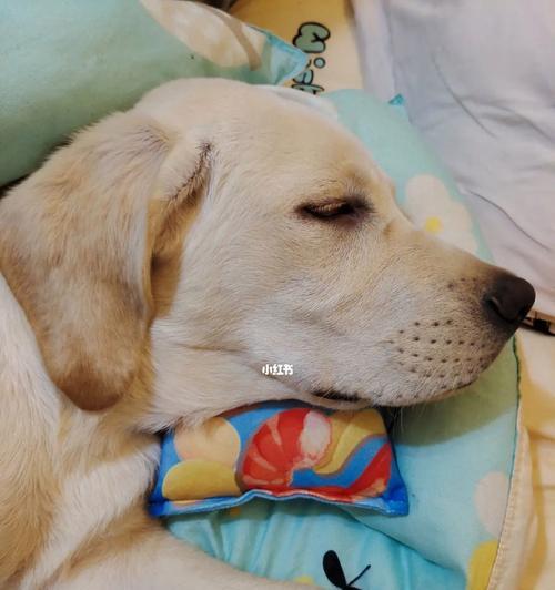 四个月大拉布拉多的药物需求（为你的小狗提供正确的保健药物）(图3)