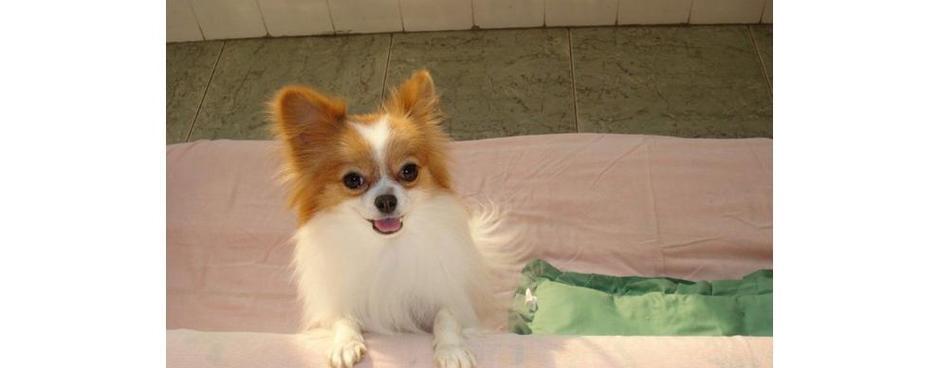 蝴蝶犬（以优雅迷人的外表征服世人） - 悠悠酷狗网