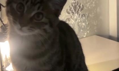 猫咪为什么一直哼哼唧唧？（探究猫咪哼唧的原因及应对方法）(图1)