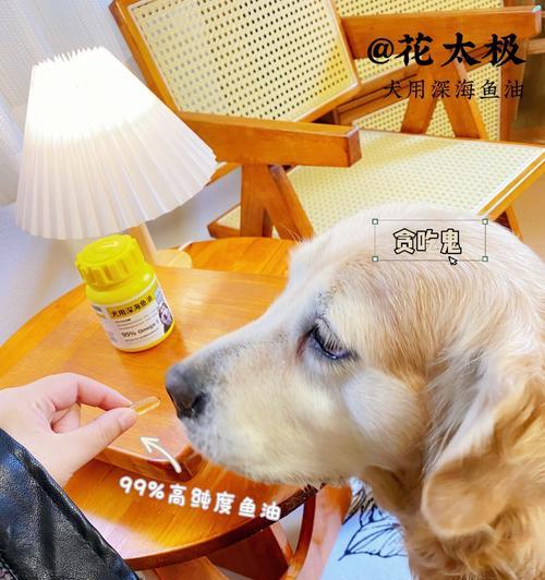 宠物老龄如何补充营养，健康长寿关键（探讨宠物老龄补充营养的重要性与方法，宠物健康 - 悠悠酷狗网