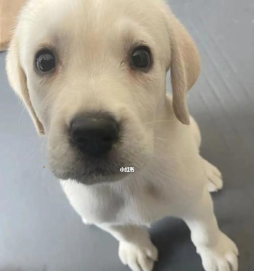 四个月大拉布拉多的药物需求（为你的小狗提供正确的保健药物）(图2)