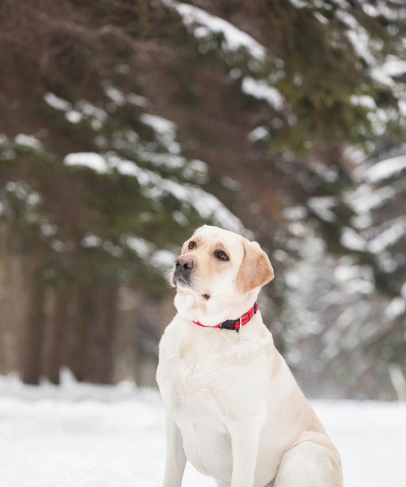 四个月大拉布拉多的药物需求（为你的小狗提供正确的保健药物）(图1)