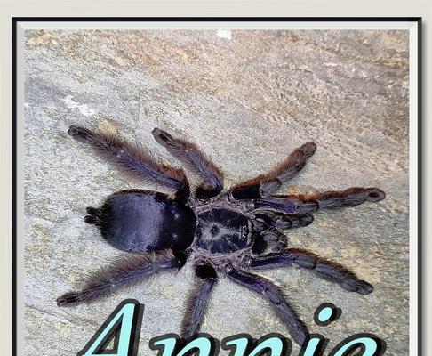 养蜘蛛的好选择（狼蛛的特点及养殖技巧）(图1)