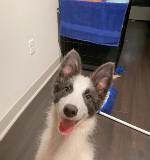 边牧蓝白之美（边牧蓝白的优秀血统与多样配对方式）(图2)