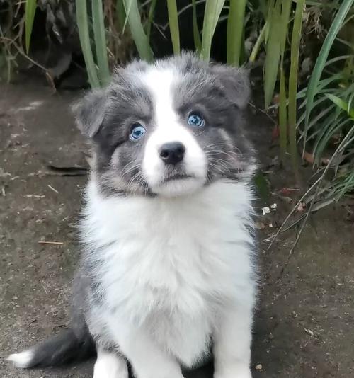 边牧蓝白之美（边牧蓝白的优秀血统与多样配对方式） - 悠悠酷狗网