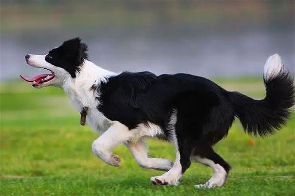 狗狗光吃不长肉怎么办？(图2)